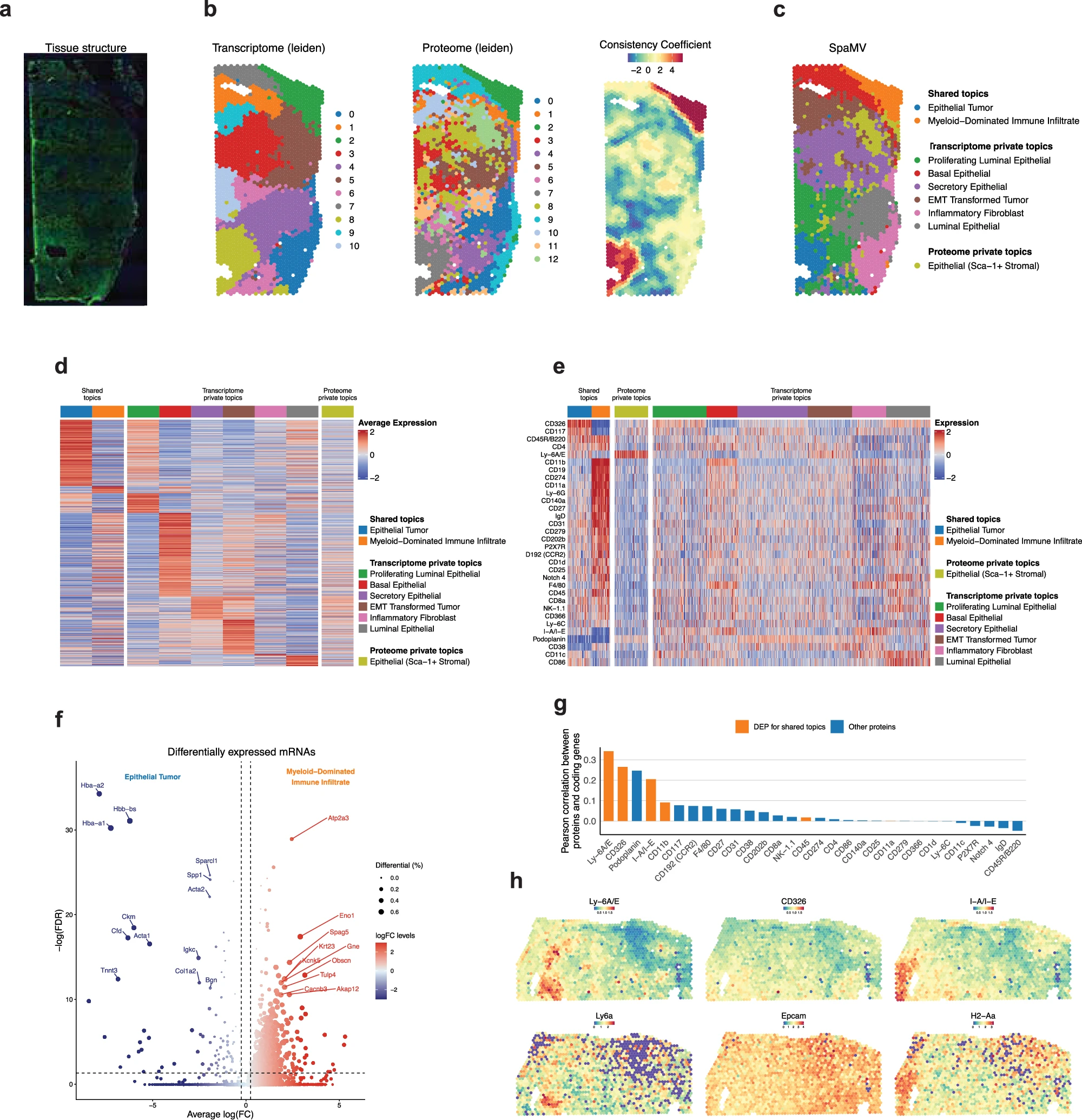 SpaMV analysis of spatial breast cancer multi-omics data