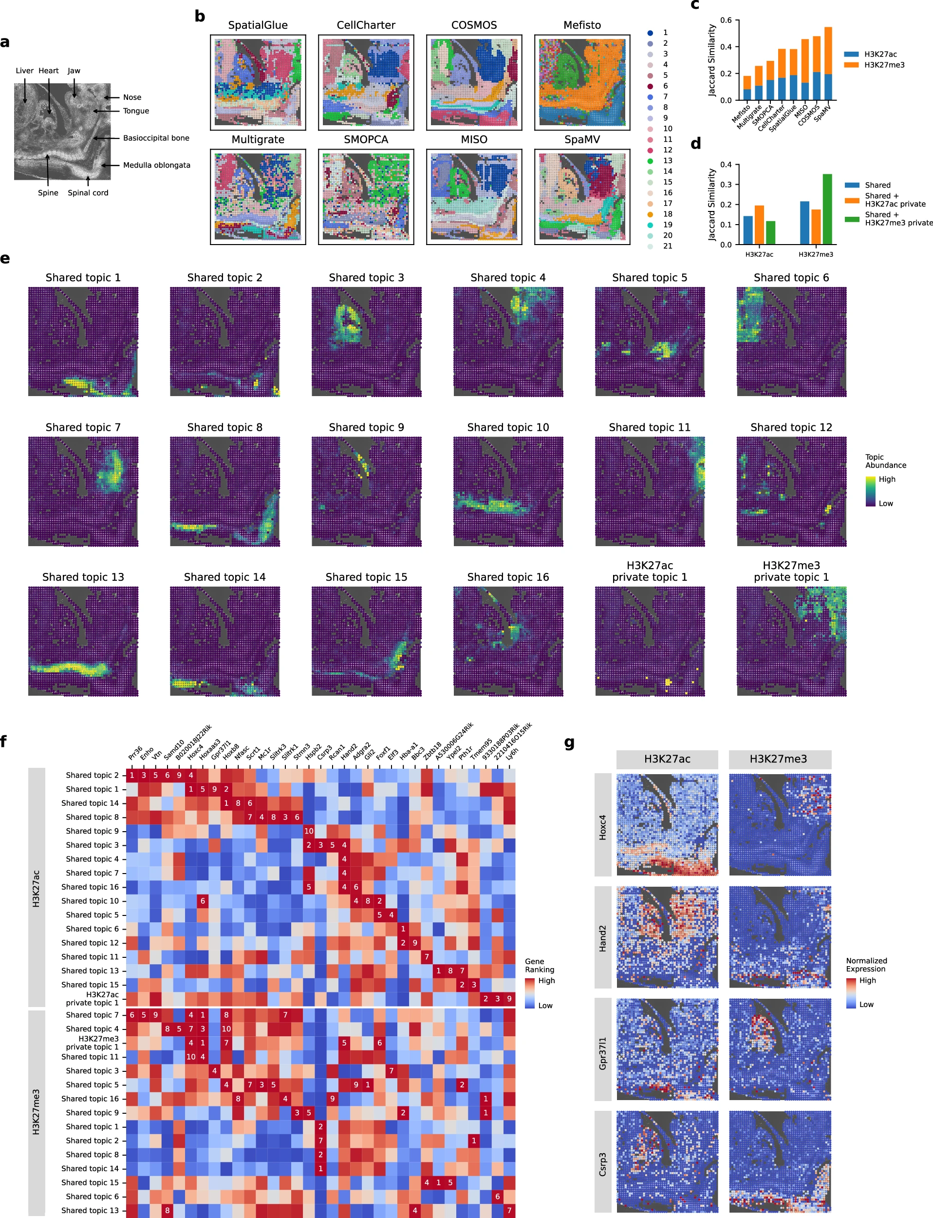 Spatial epigenomics domains, topics, and associated genes